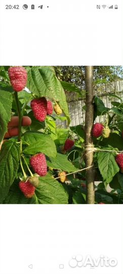 Малиновое дерево Таруса саженцы