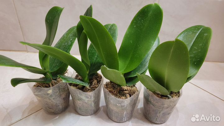 Орхидея фаленопсис