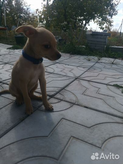 Щенки русский той-терьер