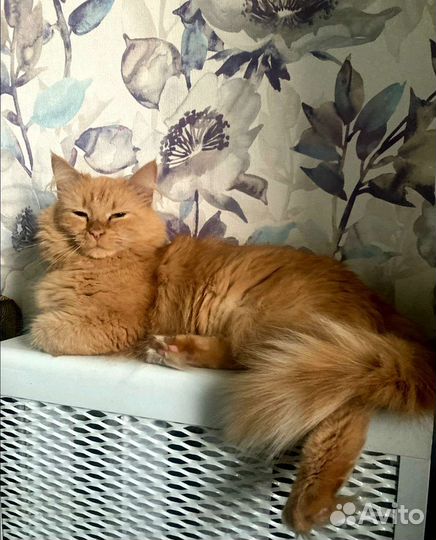 Кошечка Маруся