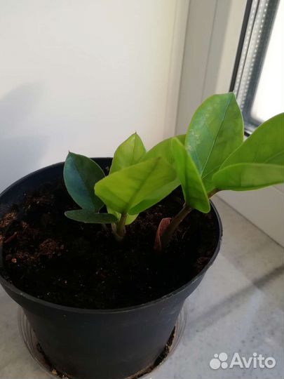 Замиокулькас