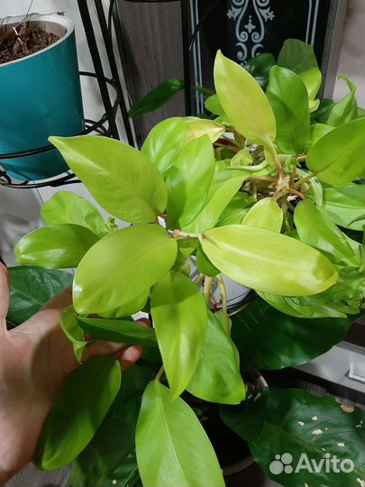 Филодендрон лемон лайм
