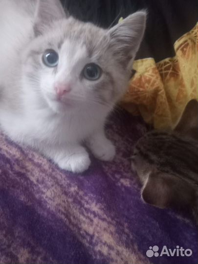 Котята отдам бесплатно