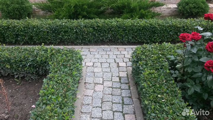 Кизильник блестящий