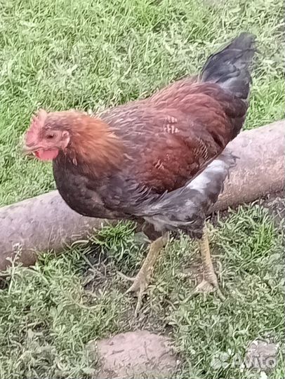 Молодые петушки