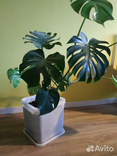 Пластиковое ведро, термобокс