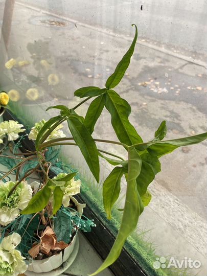 Комнатные цветы