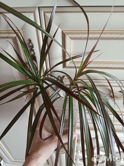 Драцена окаймленная