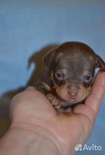 Мини той-терьер щенки