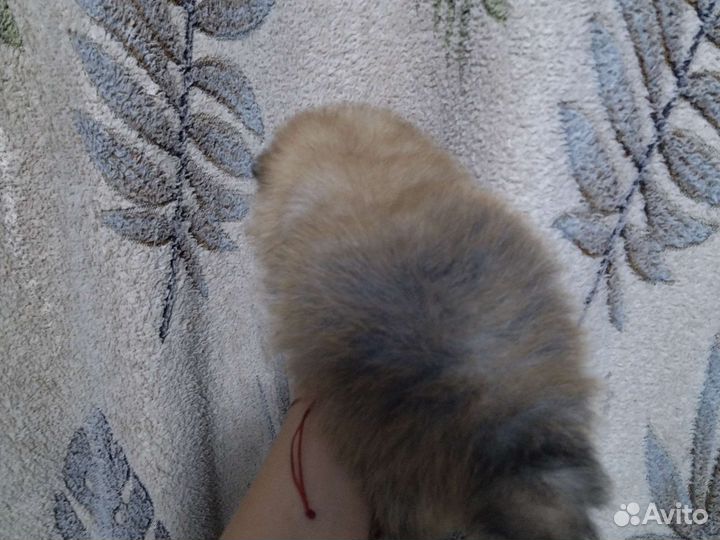 Щенки шпица