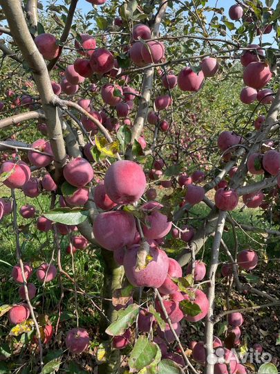 Яблоки флорина