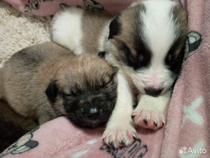 Собака в добрые руки отдам бесплатно щенки