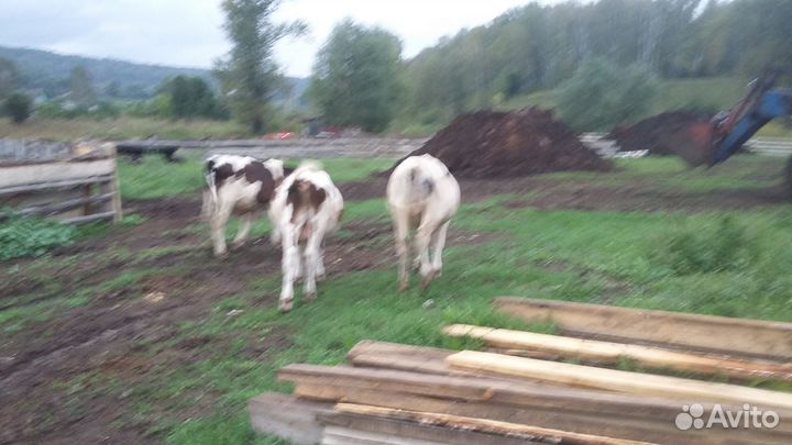 Кобыла с жеребенком