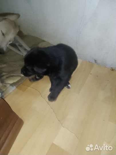 Собаки щенки