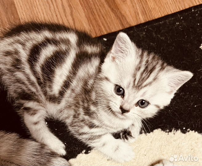 Шотландские котёнок