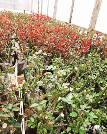 Саженцы розы оптом и розницу