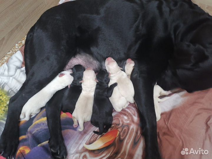 Резервирования щенков