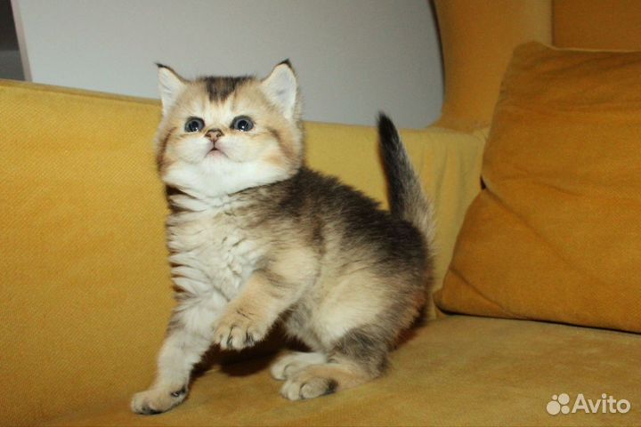 Британская золотая девочка