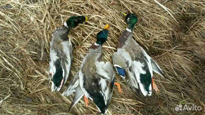 Охота и рыбалка с сопровождением 