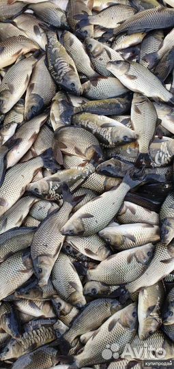 Живая рыба.Малек карпа