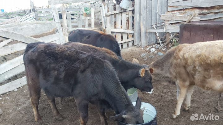 Бычки и телки