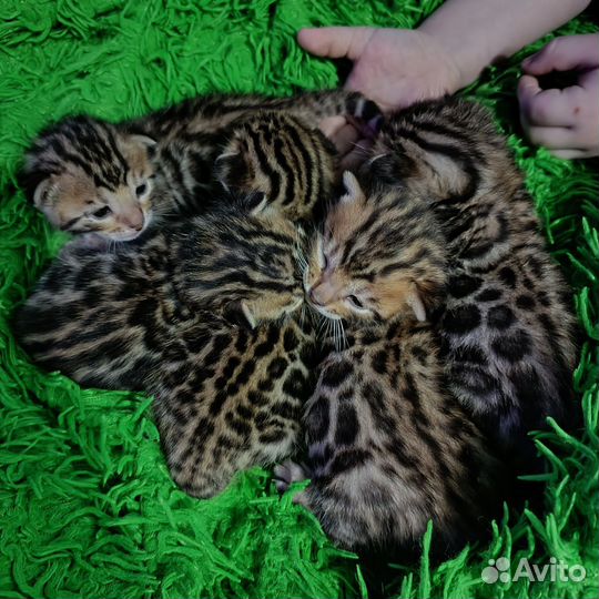 Чудо- бенгалики