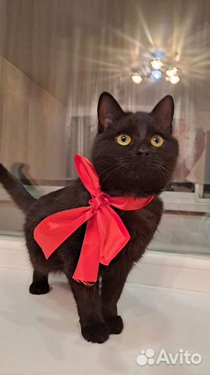 Кошечка - подросток в добрые руки