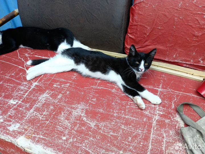 Кошка в дар