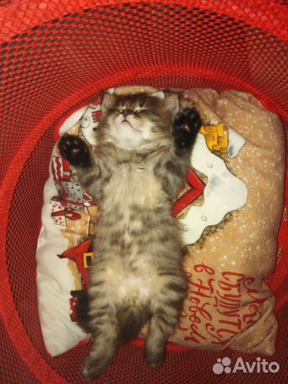 Пушистый комочек счастья Я уже сам кушаю