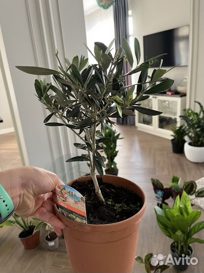 Олива дерево 19/50 см