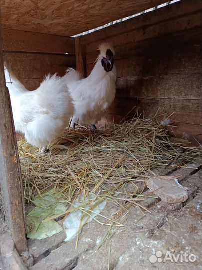 Дойные нубийские козы