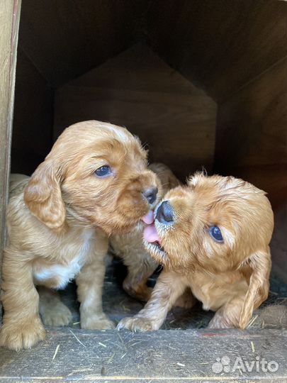 Кокер спаниель