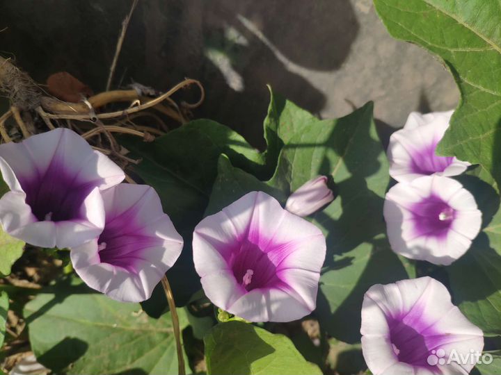 Семена батата (Ипомея Батат)