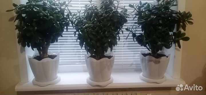 Крассула (толстянка)