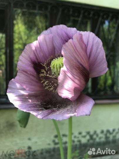 Семена мака гигантского сиреневого микс 100 шт