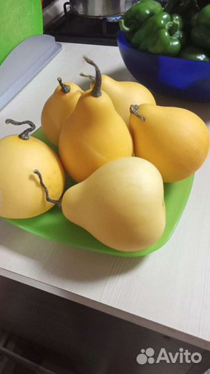 Декоративная тыква- груша вьюн