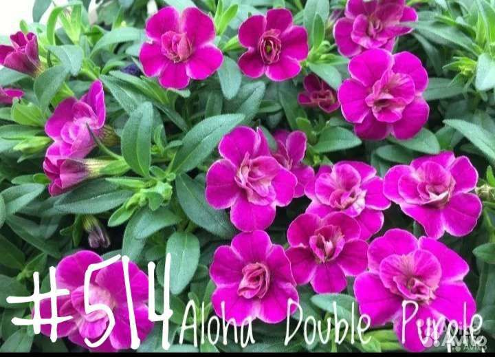 Калибрахоа Aloha Double Purple