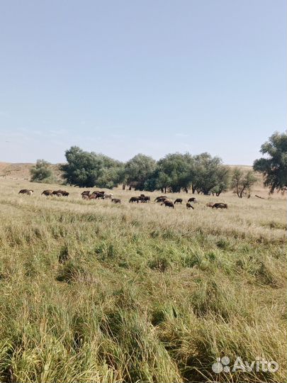 Продаются барашки