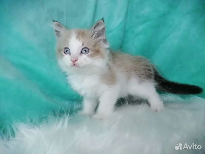 Рэгдолл котята