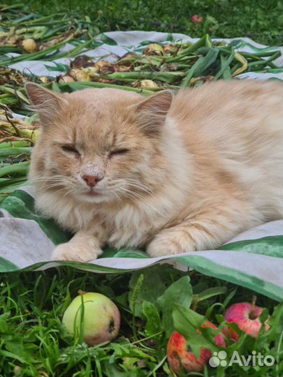 Красивый рыжий кот ищет теплый дом