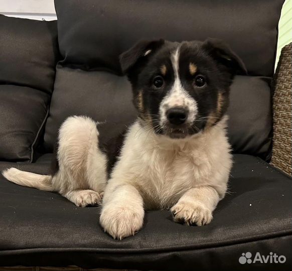 Собака в добрые руки