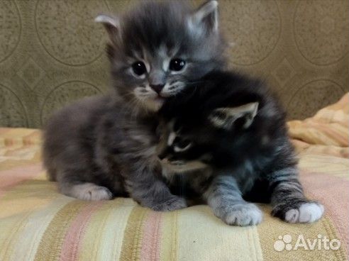 Котята в добрые руки