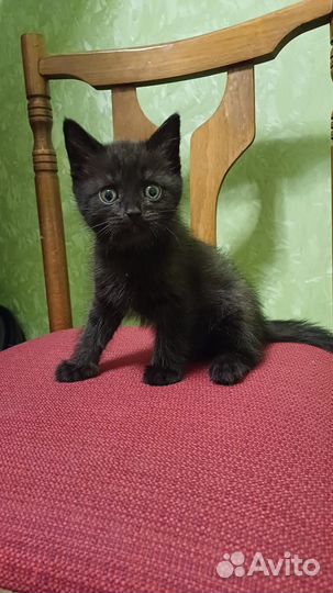 Котята от британской кошки