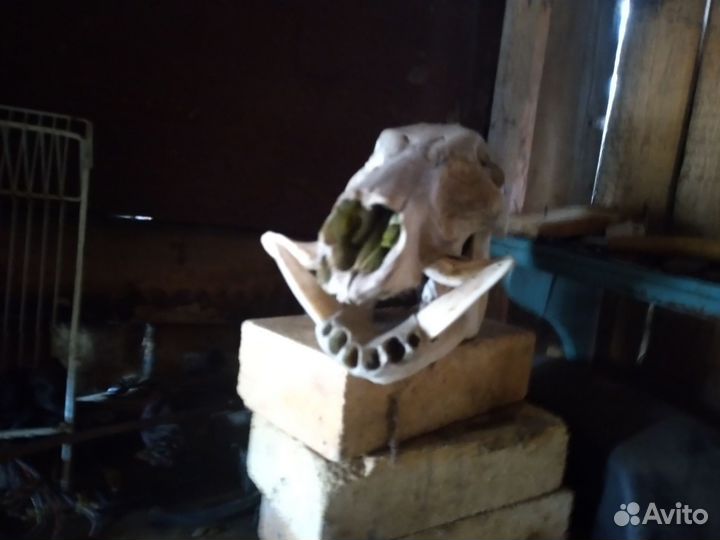 Череп кабана