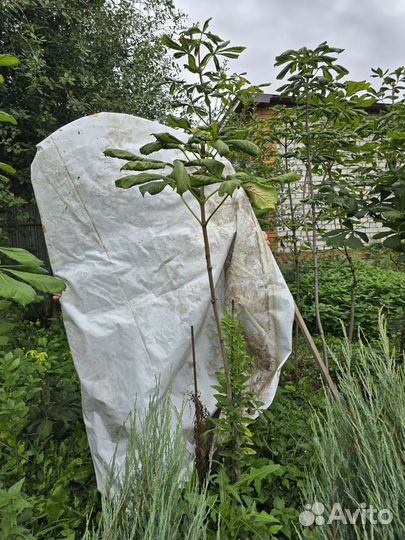 Каштан конский