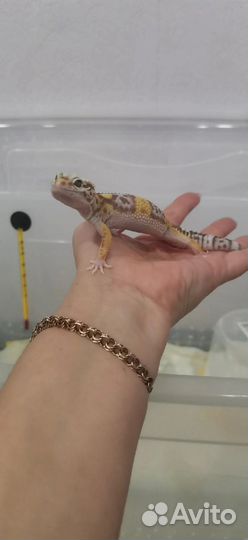 Продам эублефара