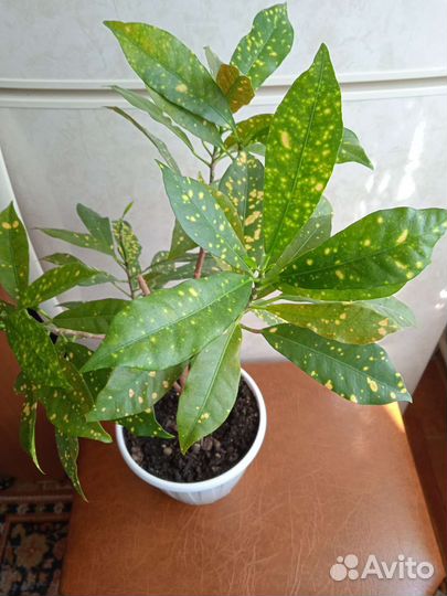 1,2 фото-Кодиеум. 3, 4 фото- Gold Star