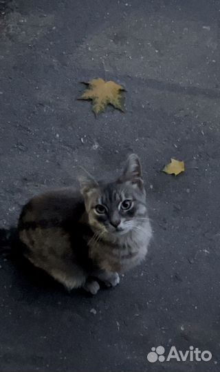 Ищем дом для кота