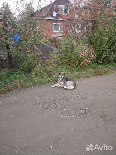 Собачка в добрые руки