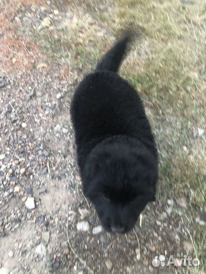 Отдам собаку